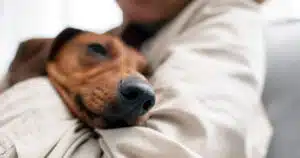 Permessi di lavoro per cani e gatti: il diritto all'assistenza veterinaria.