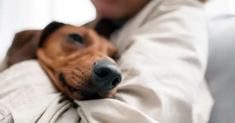 Permessi di lavoro per cani e gatti: il diritto all'assistenza veterinaria.