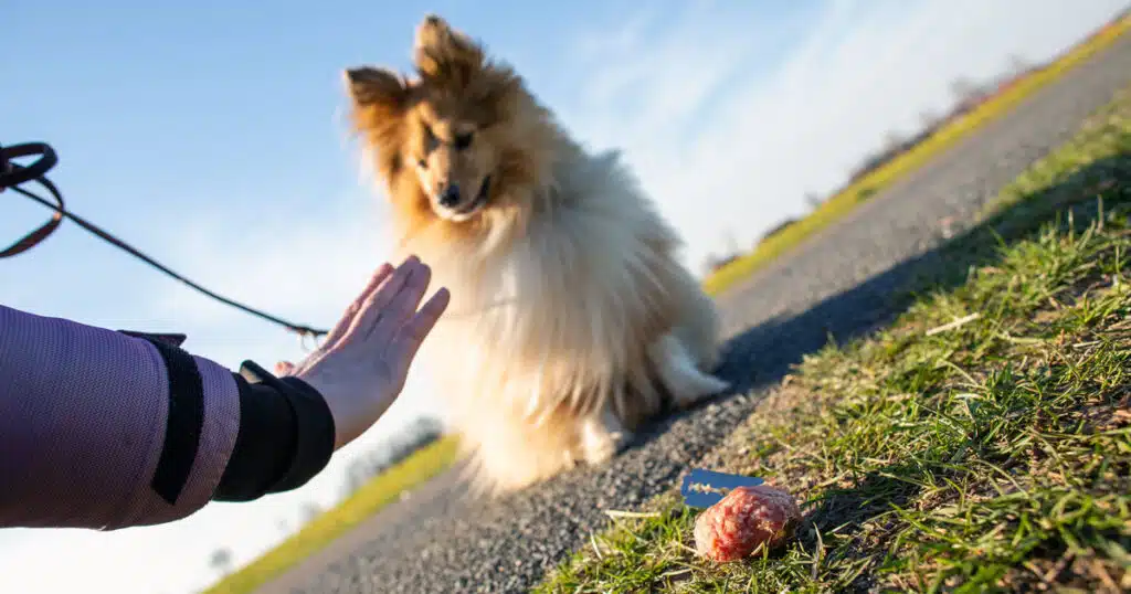 bocconi avvelenati ed esche con chiodi cane