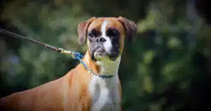 Boxer mette in fuga ladro mentre aggrediva un ragazzino