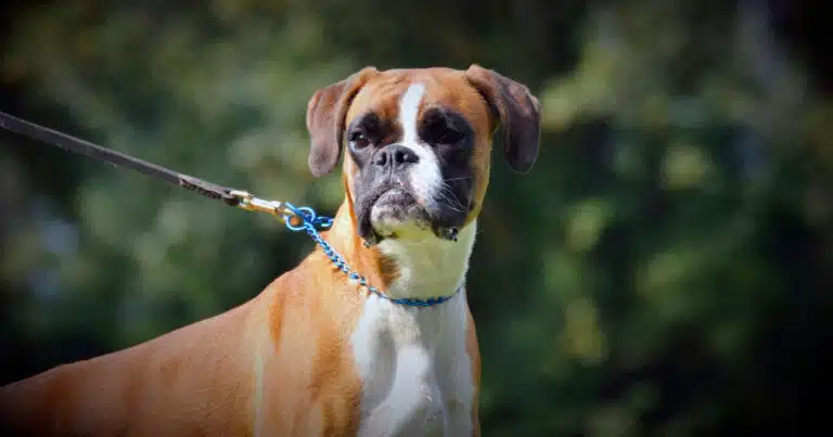Boxer mette in fuga ladro mentre aggrediva un ragazzino
