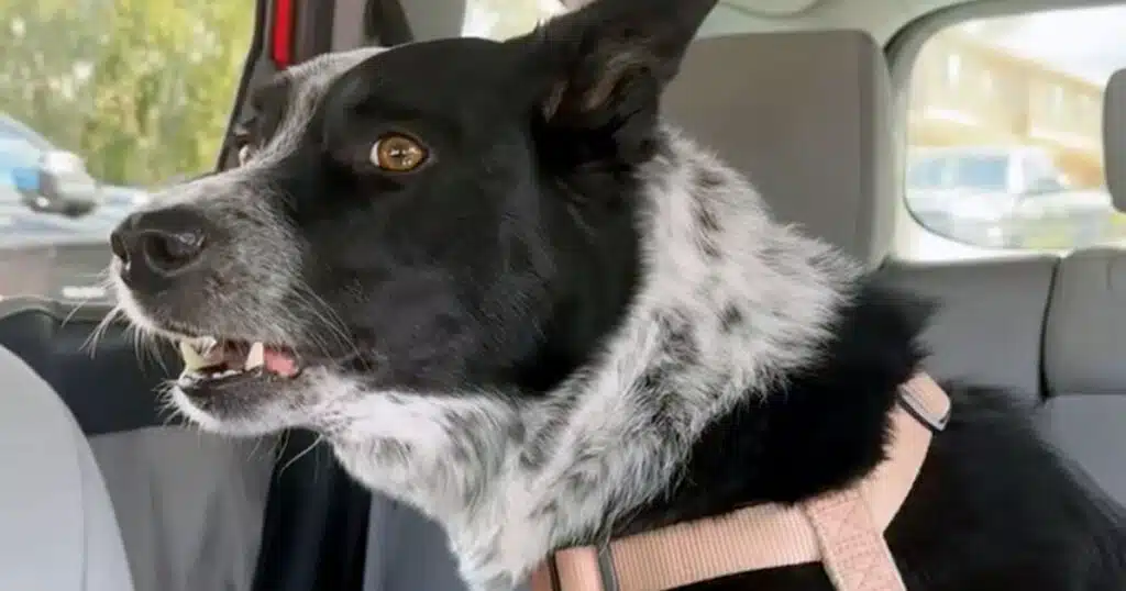 Cane abbaia al gatto nell'auto vicino alla sua