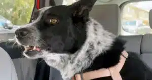 Cane abbaia al gatto nell'auto vicino alla sua