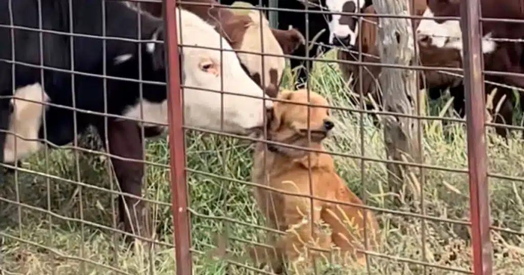 cane coccolato dalle mucche il video
