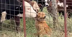 cane coccolato dalle mucche il video