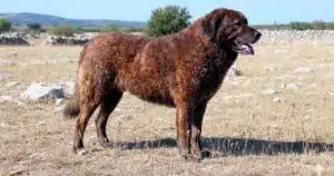 cane di mannara mastino siciliano