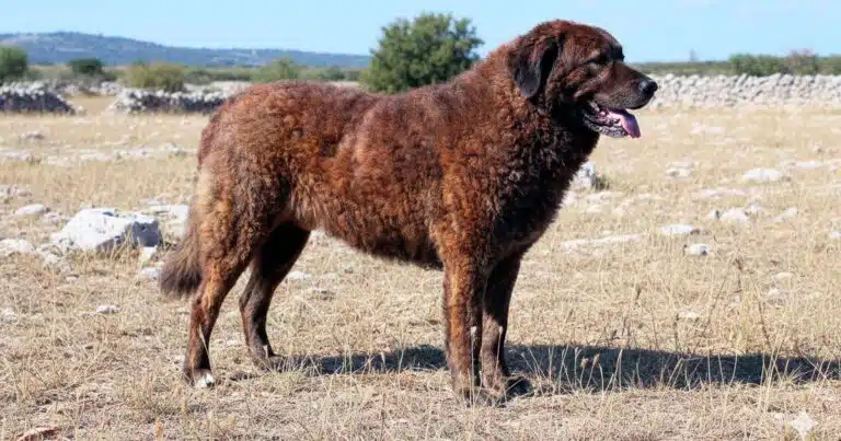 cane di mannara mastino siciliano
