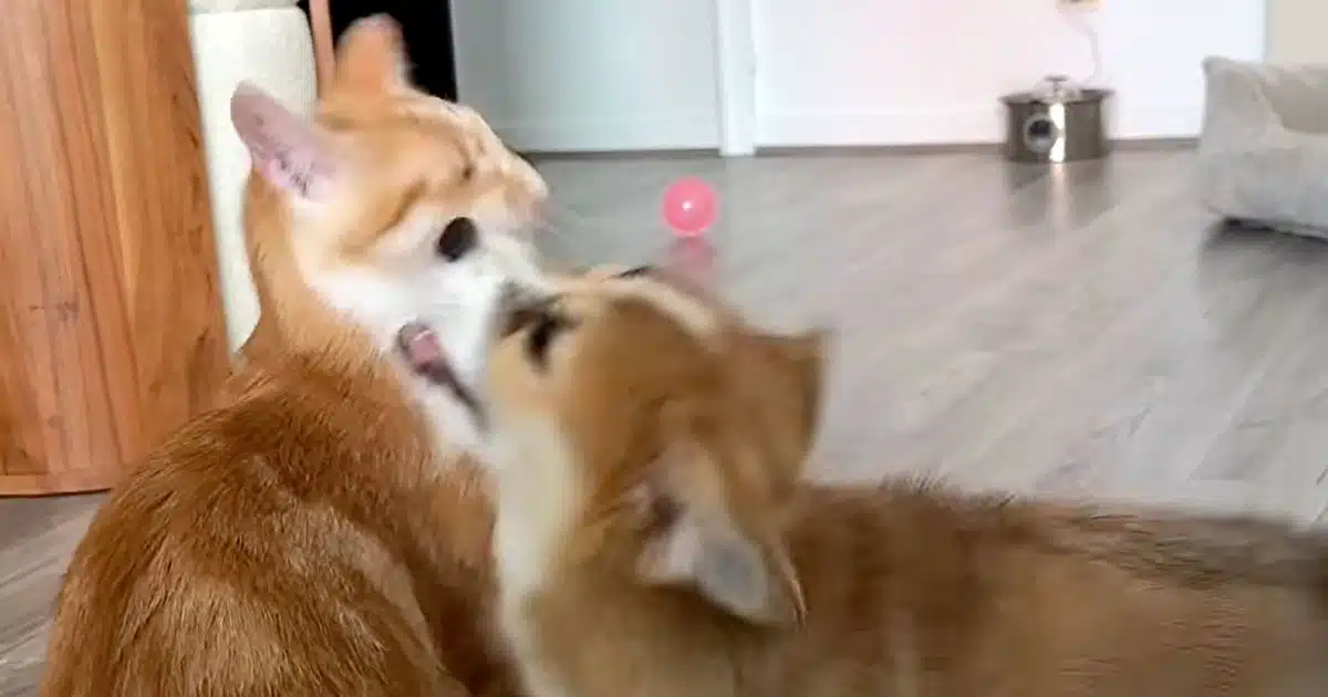 cane e gatto