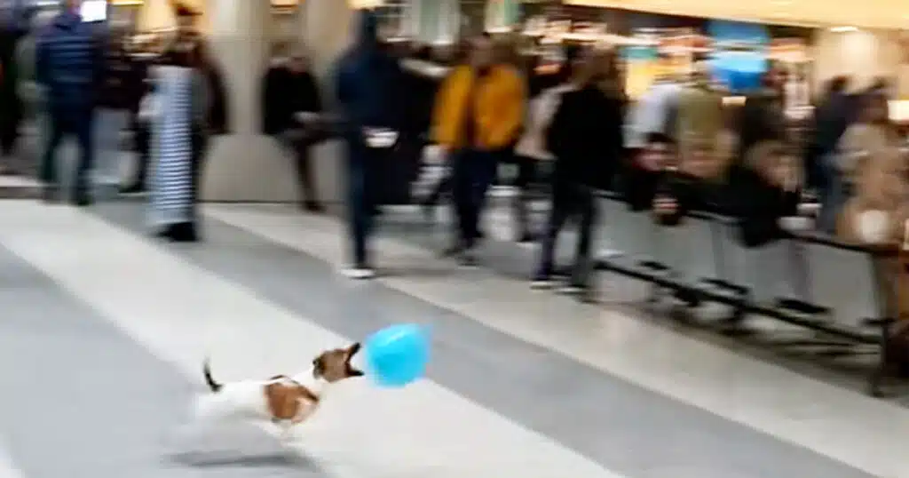 cane gioca col pallone in aeroporto