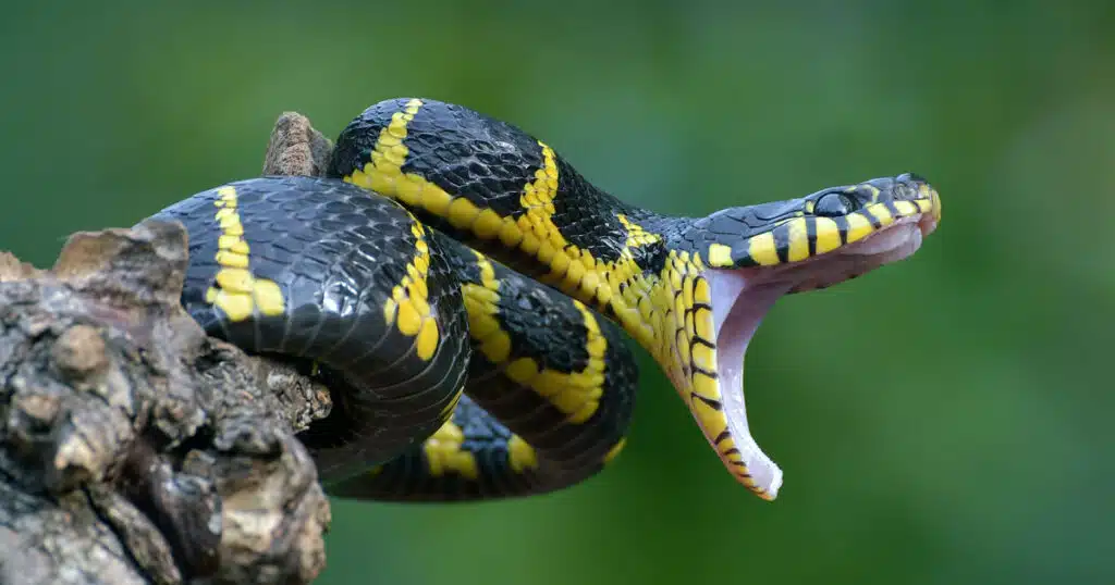 cane morso da vipera corsa contro il tempo