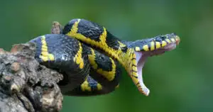 cane morso da vipera corsa contro il tempo