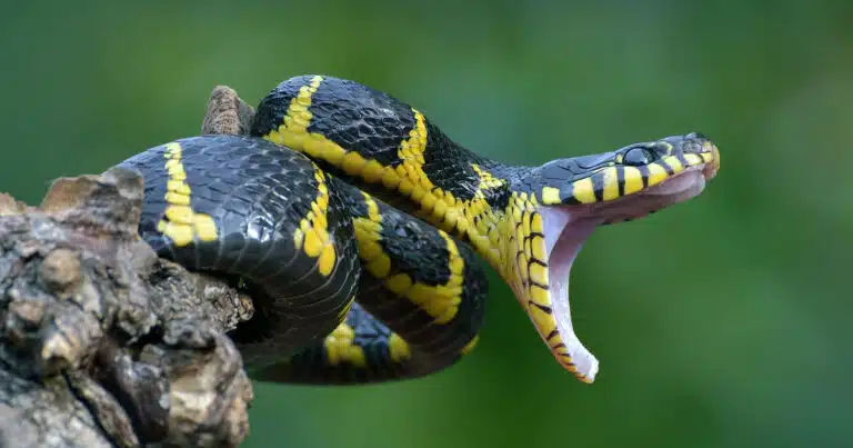 cane morso da vipera corsa contro il tempo