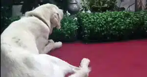 Il cane Oyo piange la morte del suo proprietario e muore il giorno dopo