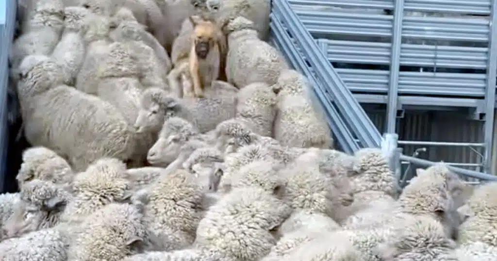 cane salta addosso alle pecore video