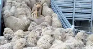 cane salta addosso alle pecore video