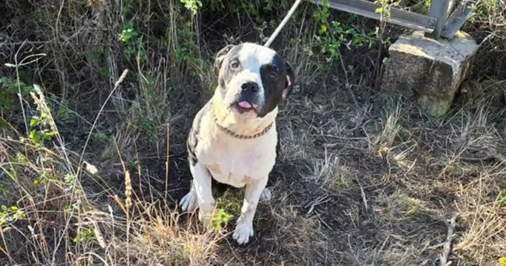 cane abbandonato e legato a un traliccio