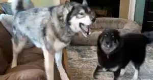 cani e corrieri nemici per sempre