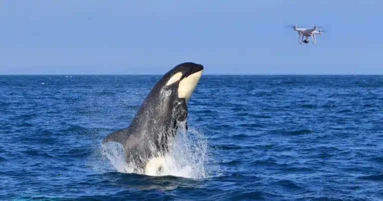 cani e droni in soccorso delle orche