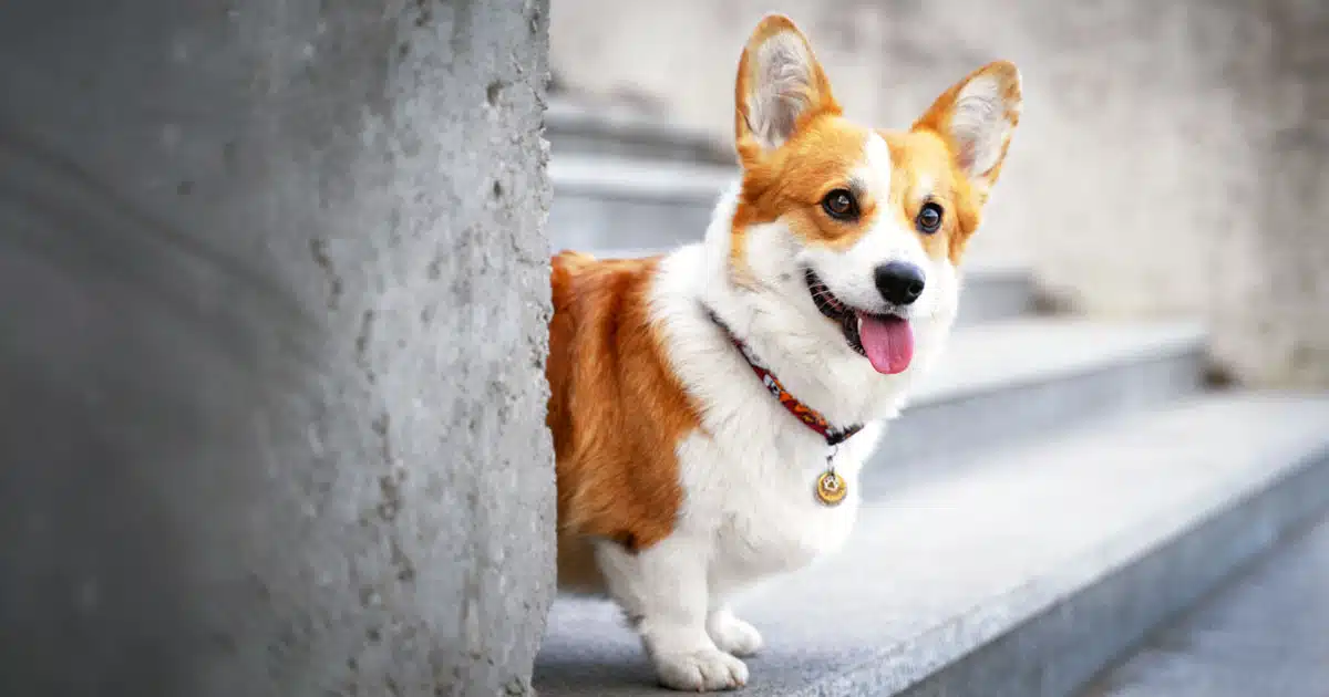 corgi