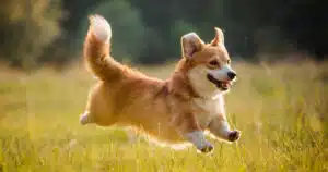 corgi