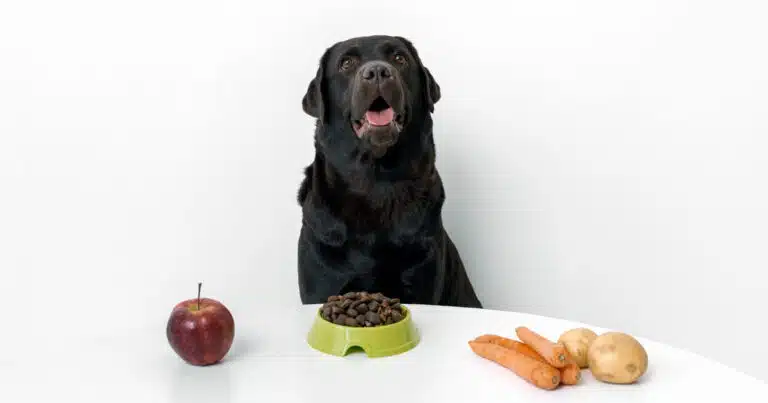 dieta casalinga del cane