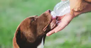 disidratazione nel cane