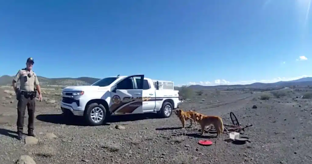 Due cuccioli trovati legati a una bicicletta senza acqua né cibo