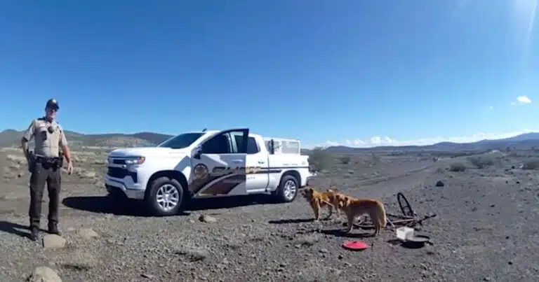 Due cuccioli trovati legati a una bicicletta senza acqua né cibo