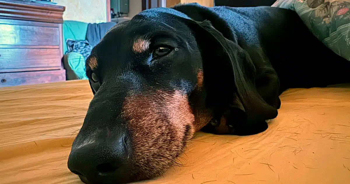 francesco baccini: la mia vita con i cani