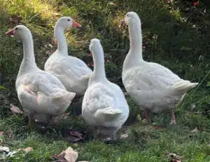 le oche di francesco baccini
