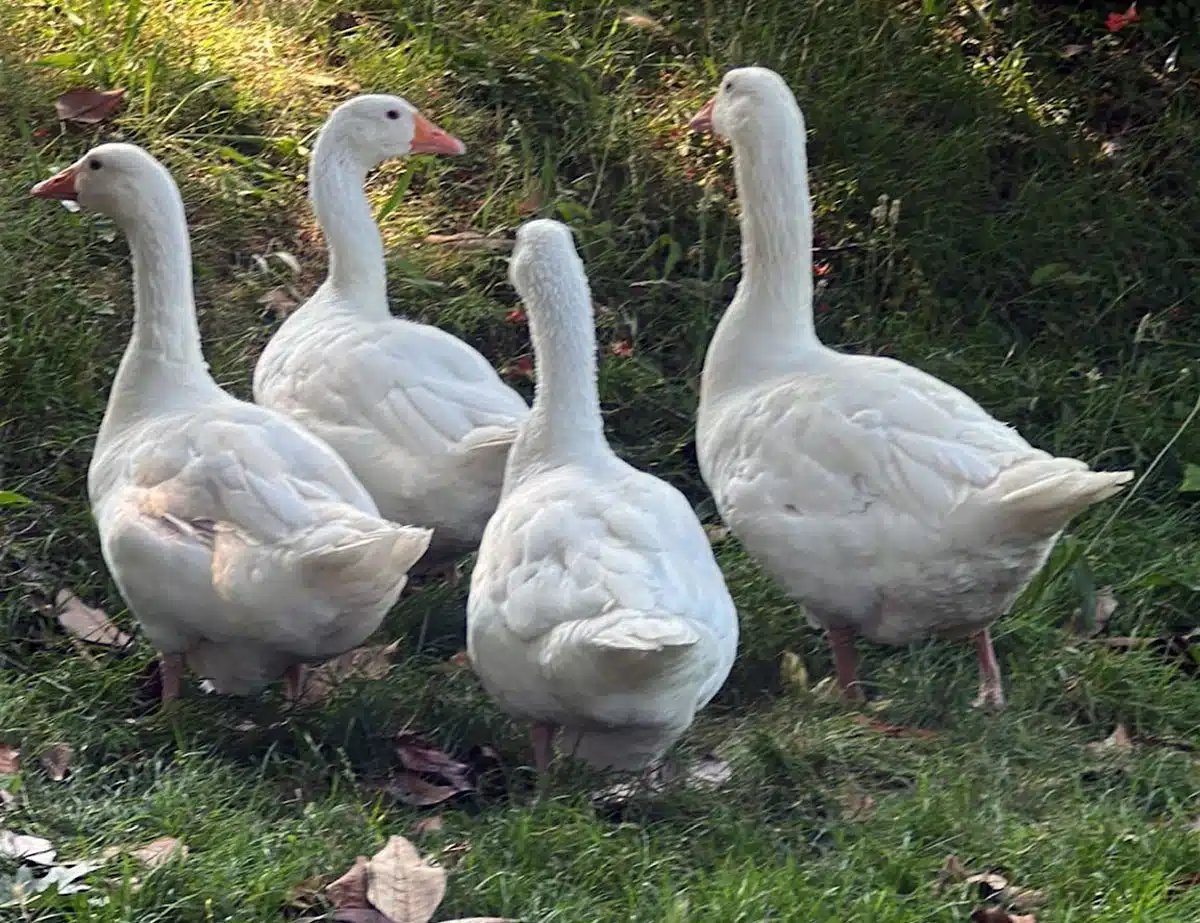 le oche di francesco baccini