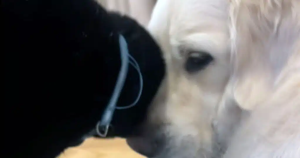 Gatto temerario coccola Golden Retriever: il video virale che sfida ogni cliché