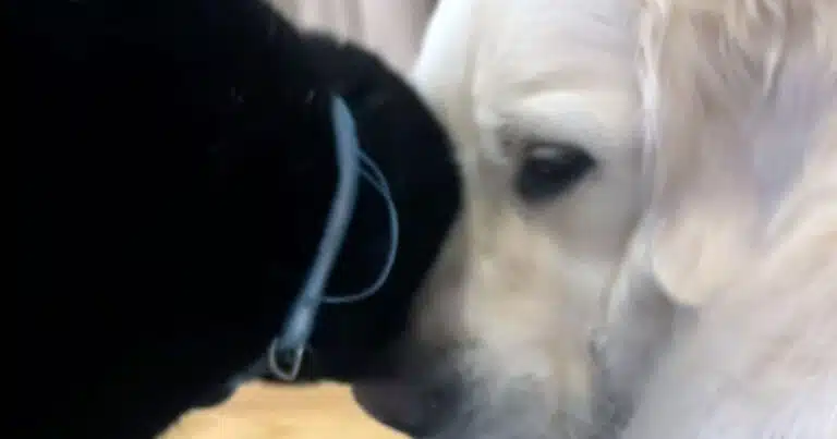 Gatto temerario coccola Golden Retriever: il video virale che sfida ogni cliché