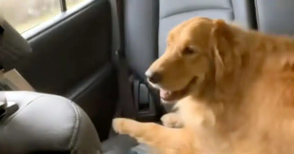golden retriever vola in auto video