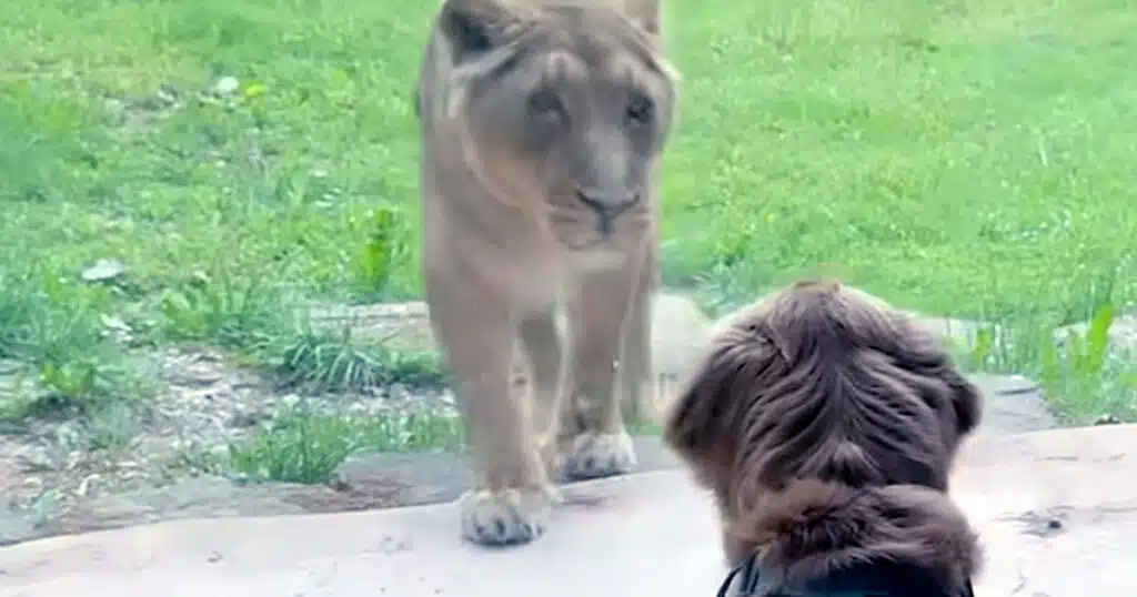 golden retriever in visita allo zoo di lubiana video