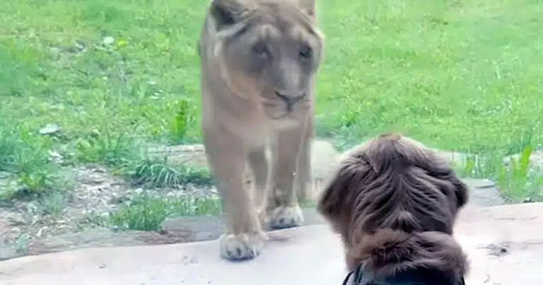 golden retriever in visita allo zoo di lubiana video
