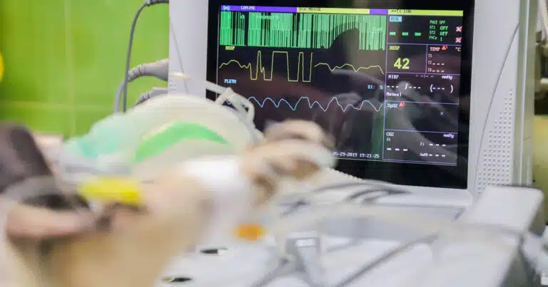 Cane operato al cuore torna vivere felice