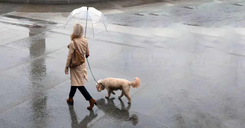 maltempo al sud allerta gialla gestire cani
