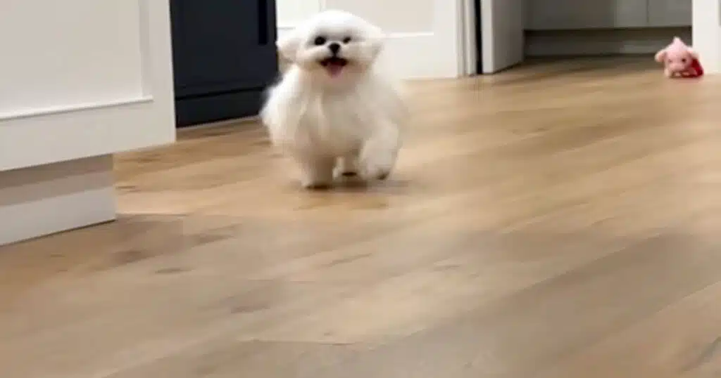 maltese accoglie ospiti video