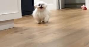 maltese accoglie ospiti video