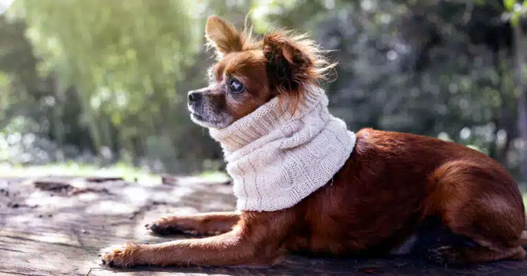 muta invernale del pelo cane
