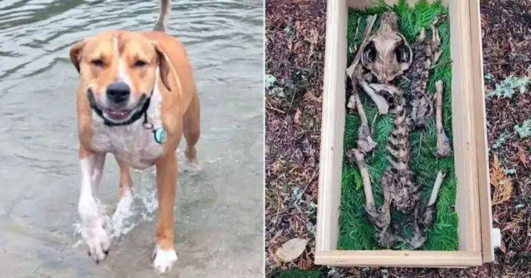 Scheletro di un cane rinvenuto nei boschi
