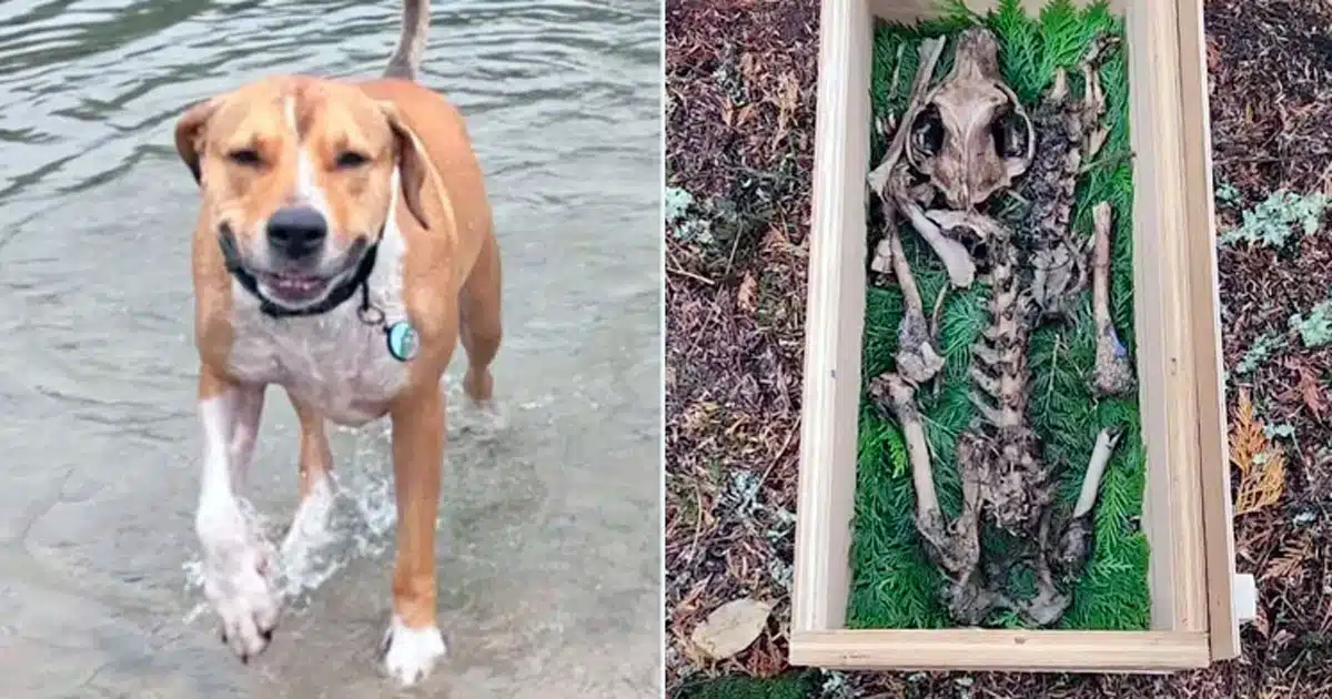 Scheletro di un cane rinvenuto nei boschi
