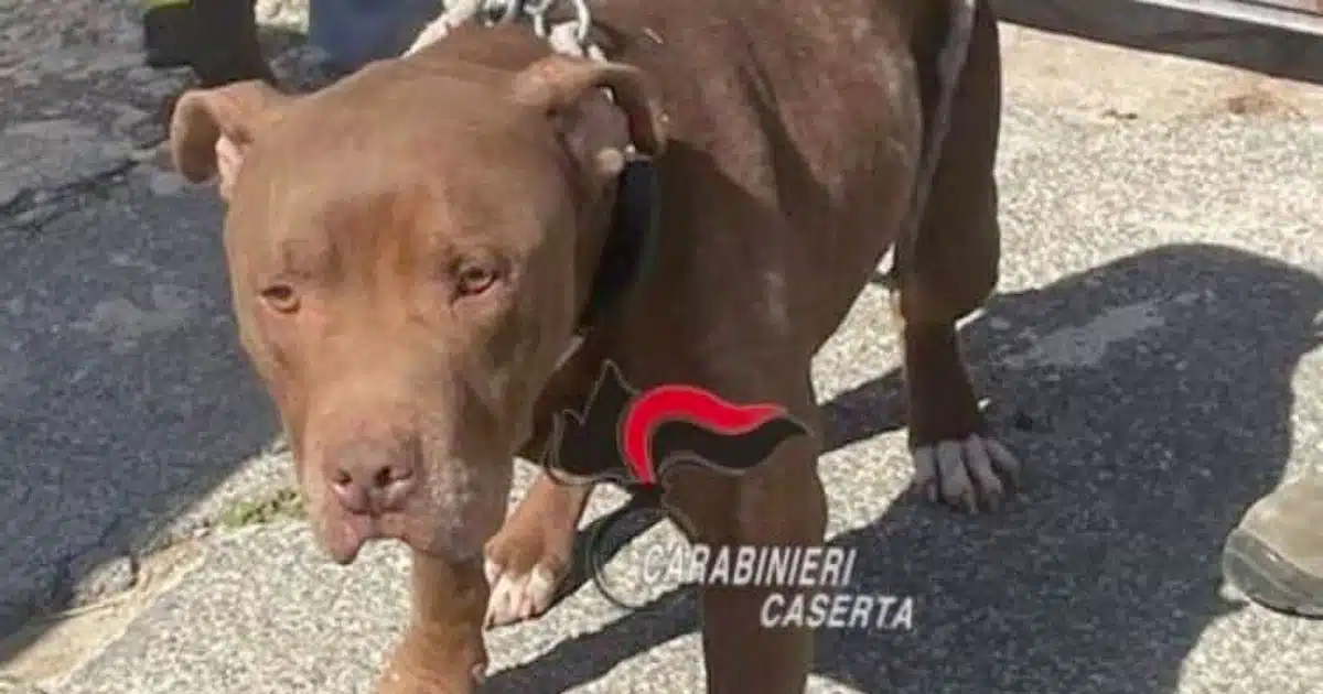 pitbull denutrito