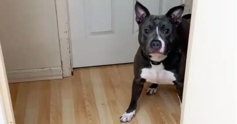 pitbull infastidito video virale