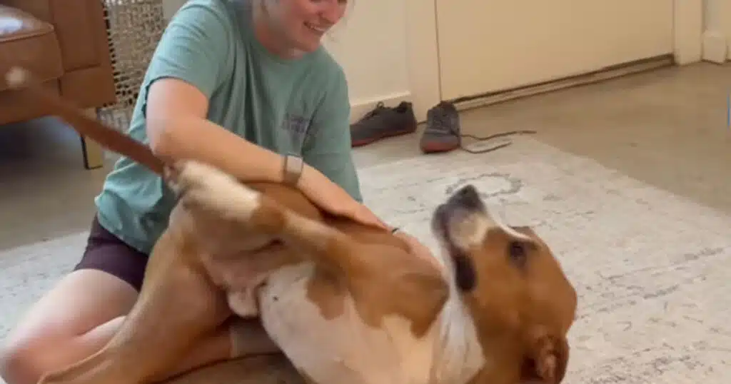 Pitbull ritrova la persona che lo salvò dal canile: il video emozionante divenuto virale