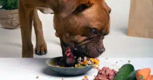 Rischio salmonella nel cibo per cani e gatti: l'allerta e le regole di igiene da rispettare