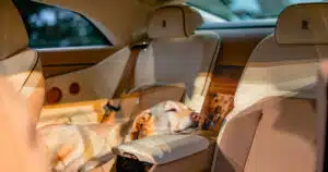 Rolls-Royce Spectre Bailey: l'auto super lusso dedicata al cane.
