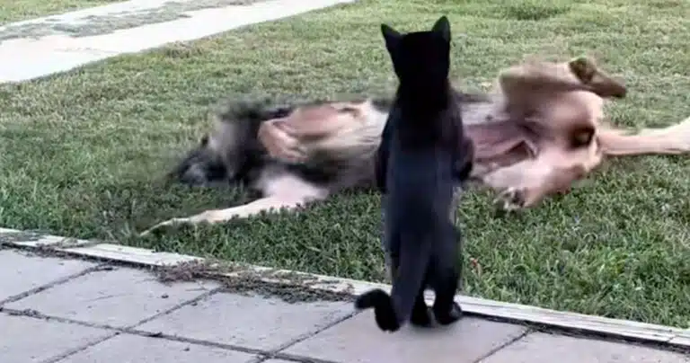 Scontro in giardino tra il Pastore tedesco e il gatto: