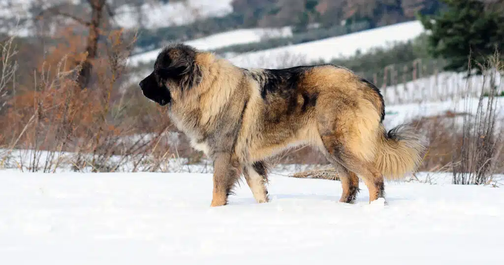 taglia le orecchie al cane scatta la denuncia